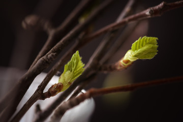 Spring, buds bloom on the branches, close-up