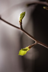Spring, buds bloom on the branches, close-up