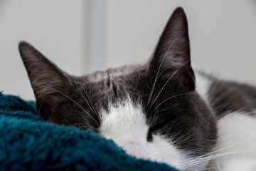 Gatos