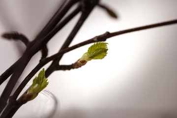 Spring, buds bloom on the branches, close-up