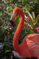 Pink Flamingo Wildlife Portrait Image - Beautiful Tropical Bird with Bright Feathers, isolated side portrait view showing incredible feather detail. Wading bird in the Phoenicopteridae family.