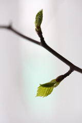 Spring, buds bloom on the branches, close-up