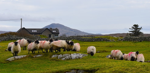 Herd of sheep on a grass hillside. Rural farmland in the west of Ireland. Connemara National Park,...