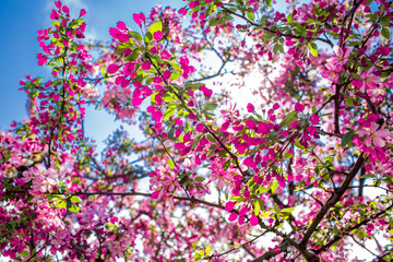 Obraz na płótnie Canvas Washington DC, bloom Sakura