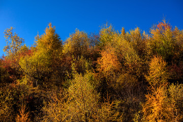 Fototapeta premium Fall Autumn Colors, Trees, Colorful Yellow, Orange and Green Leaves, Colorful Forest. Beautiful assortment of trees with different colors on side of large mountain. Layers of trees, background graphic