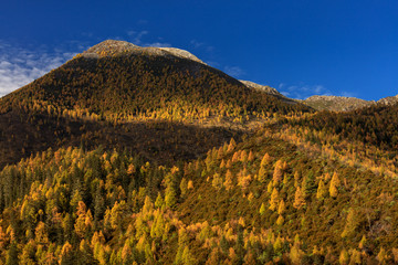 Obraz premium Fall Autumn Colors, Trees, Colorful Yellow, Orange and Green Leaves, Colorful Forest. Beautiful assortment of trees with different colors on side of large mountain. Layers of trees, background graphic