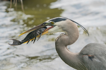 Great Blue Heron eating Florida invasive Plecostomus (Armored Catfish)