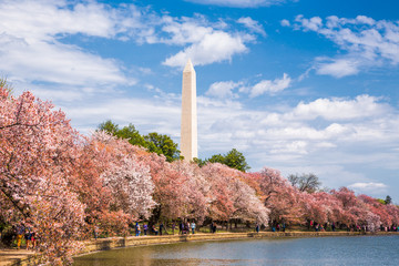Washington DC, bloom Sakura