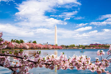 Washington DC, bloom Sakura