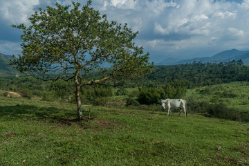 Fototapeta premium landscape of colombian mountains
