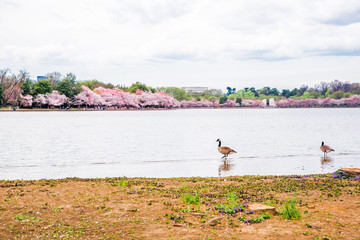 Washington DC, bloom Sakura