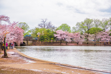 Washington DC, bloom Sakura