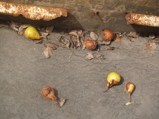 pears on the ground
