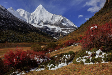 Jampayang, holy snow mountain in Daocheng Yading Nature Reserve - Garze, Kham Tibetan Pilgrimage region of Sichuan Province China. Alpine grassland in front of the towering ice summit of Yangmaiyong