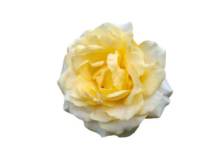 Beautiful roses for flower frame or other decoration. Yellow rose isolated on white background.