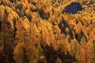 Fall Autumn Colors, Trees, Colorful Yellow, Orange and Green Leaves, Colorful Forest. Beautiful assortment of trees with different colors on side of large mountain. Layers of trees, background graphic