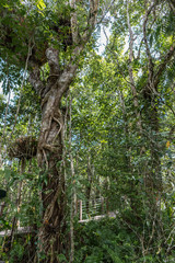 Obraz premium Cairns, Australia - February 18, 2019: Layers of vegetation in Kuranda green Rain Forest. Suspende walkway visible. Silver sky barely visible through foliage.