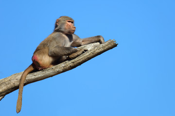 Mantelpavian / Hamadryas Baboon / Papio hamadryas.