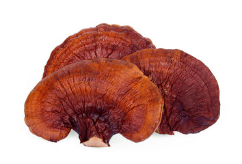 dried lingzhi mushroom isolated on white background