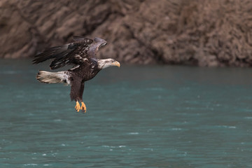 Adult North America Bald Eagle in Kachemak Bay, Alaska	