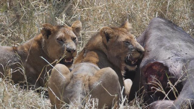 a 180p slow motion shot of lions looking up from a buffalo kill in serengeti national park in tanzania