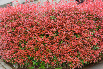 ベニカナメモチの生け垣