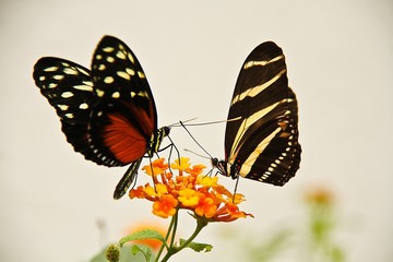 Mariposario Del Zoológico De Chapultepec México