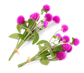 Fototapeta premium globe amaranth flower isolated on white background