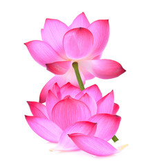pink lotus flower isolated on white background