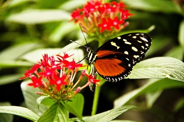 Mariposario Del Zoológico De Chapultepec México