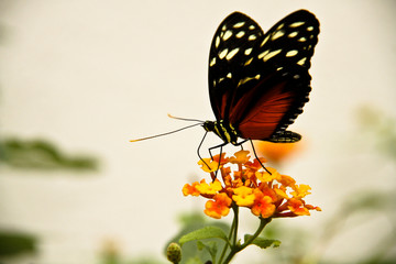 Mariposario Del Zoológico De Chapultepec México