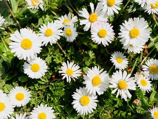 Fototapeta premium A Bunch of Daisies in the park
