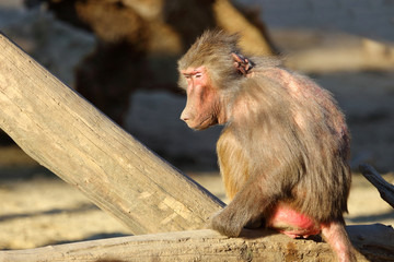 Mantelpavian / Hamadryas Baboon / Papio hamadryas.