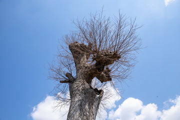 Unusual shape of a deciduous tree waiting for spring