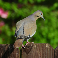 White-winged Dove