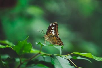 Beautiful butterfly sits on the green leaves of a tree branch. Close-up
