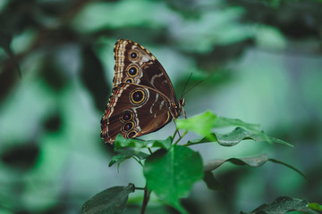 Beautiful butterfly sits on the green leaves of a tree branch. Close-up