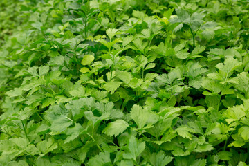Green parsley growing at vegetable garden
