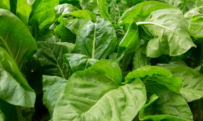 sliverbeet grow in vegetable garden