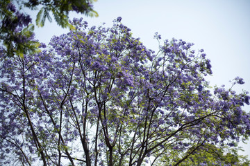 Jacarandas