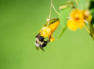 Bumble bee on wildflower jewelweed