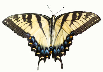 Eastern tiger swallowtail, Papilio Glaucus, yellow butterfly isolated on white background