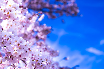 桜と青空