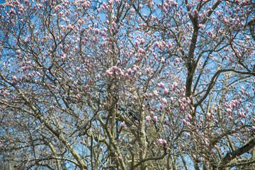 Magnolia pink blossom tree flowers, close up branch, outdoor.