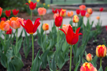 Colorful tulips after a rain on a warm spring day.