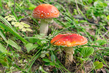 Amanita Muscaria. Red poisonous Fly Agaric mushrooms in the grass 