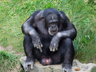 The chimpanzee (Pan troglodytes), also The common chimpanzee, robust chimpanzee, chimp or Der...