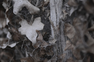 Dry leafes