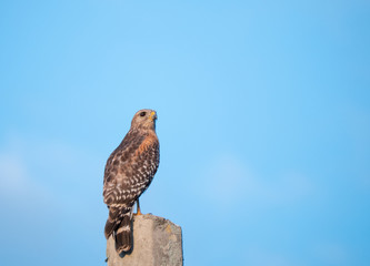 An Eagle is looking for food