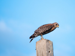 An Eagle is looking for food